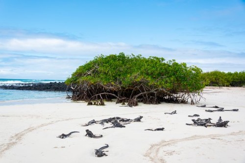 Cruzeiro Galápagos