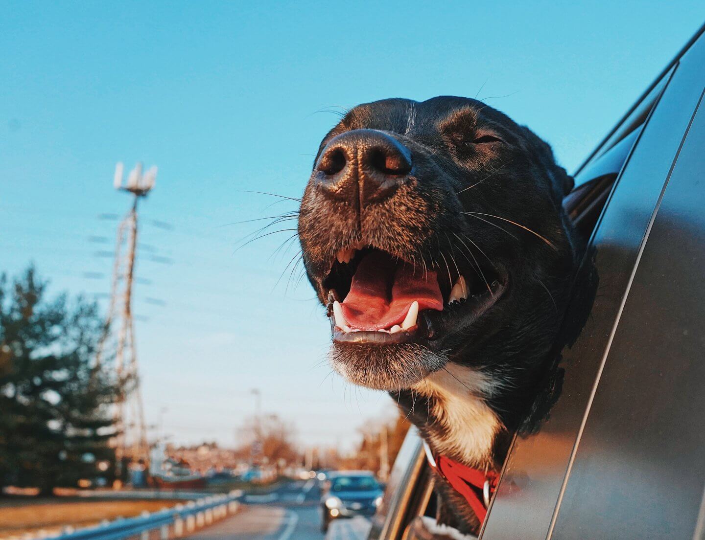 Viajar com pets: cuidados essenciais em carros, ônibus e aviões